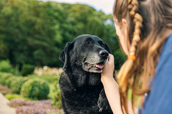 image for Barking Up the Right Tree: Understanding the difference between canine arthritis supplements and treatments